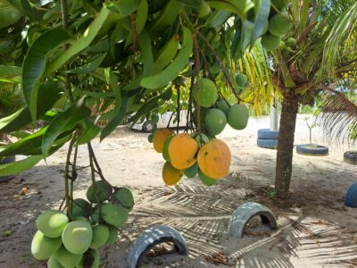 🌳 O Refúgio dos Seus Sonhos na Cidade de Conde-PB!