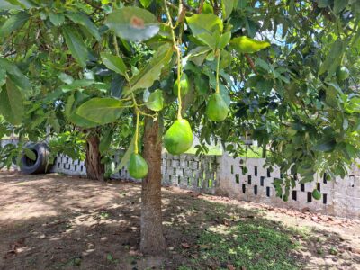 🌳 O Refúgio dos Seus Sonhos na Cidade de Conde-PB!